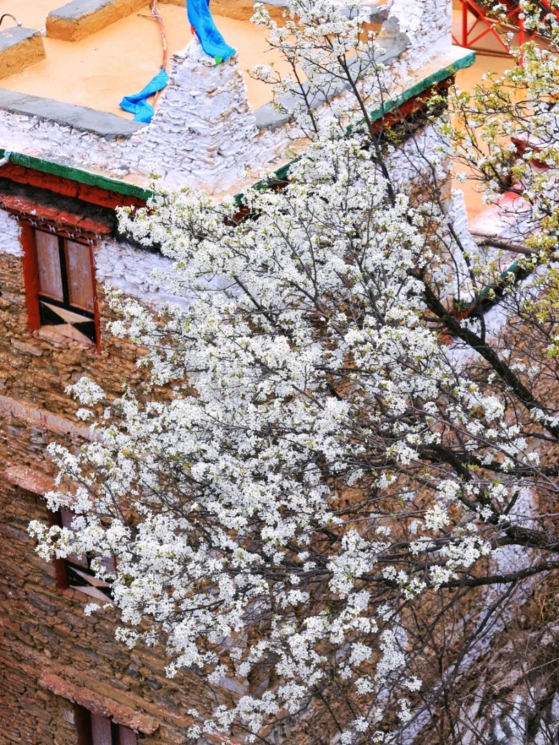 春天的甘孜州也太漂亮啦！！！这个春天我们一起去甘孜州看看吧！甲居藏寨，这个寨子誉