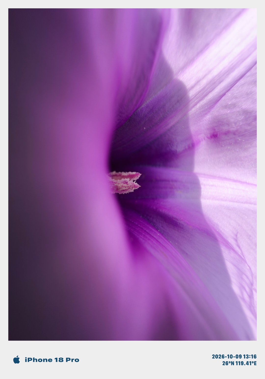 iPhone 18 Pro 微距样片 —— 花蕊 ​