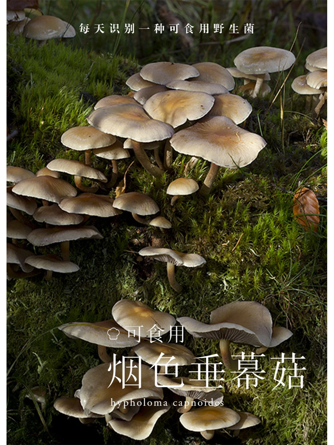 烟色垂幕菇，可食，但口感一般