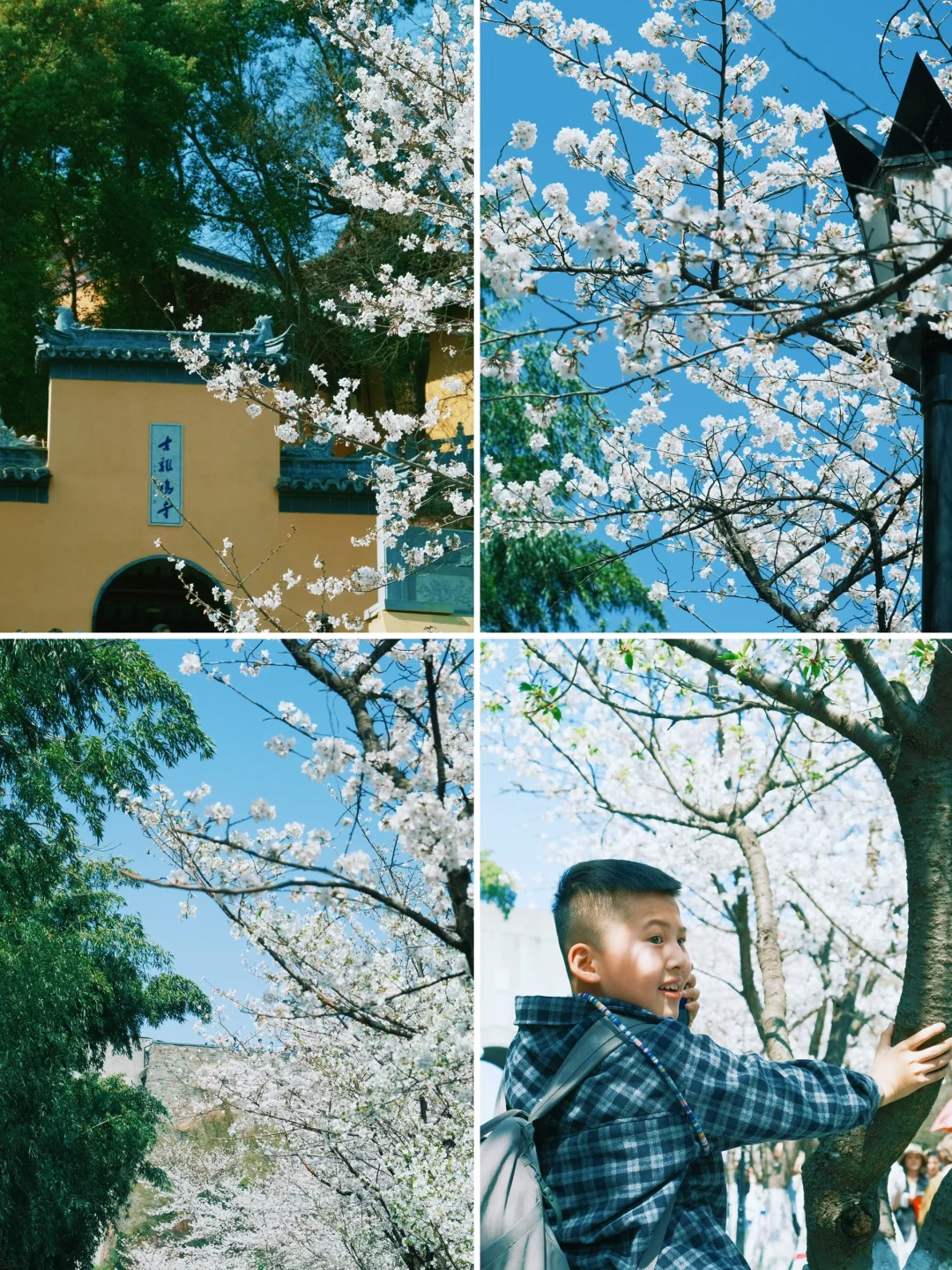 3.22鸡鸣寺樱花实况🌸附逆向赏樱路线❗️