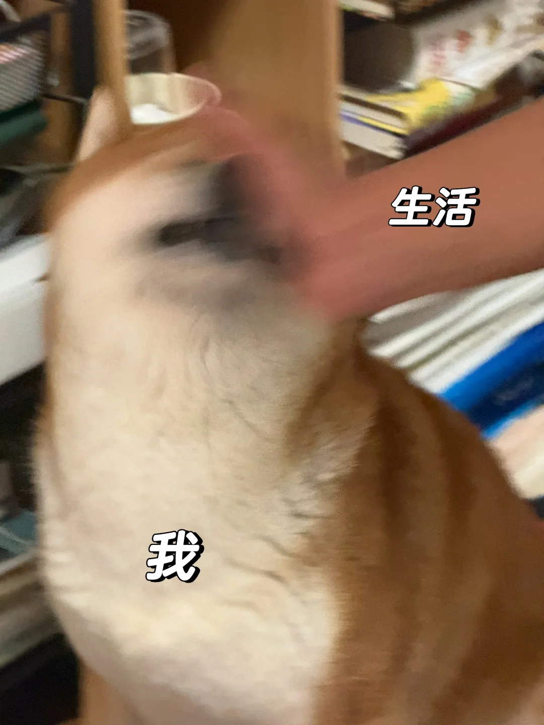 小狗喜欢这样打架玩