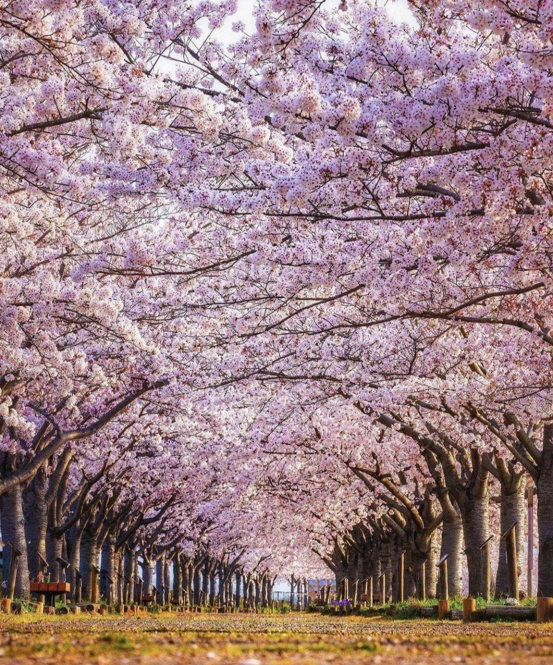 日本兵库县｜绵延不绝的樱花就像粉色的云☁