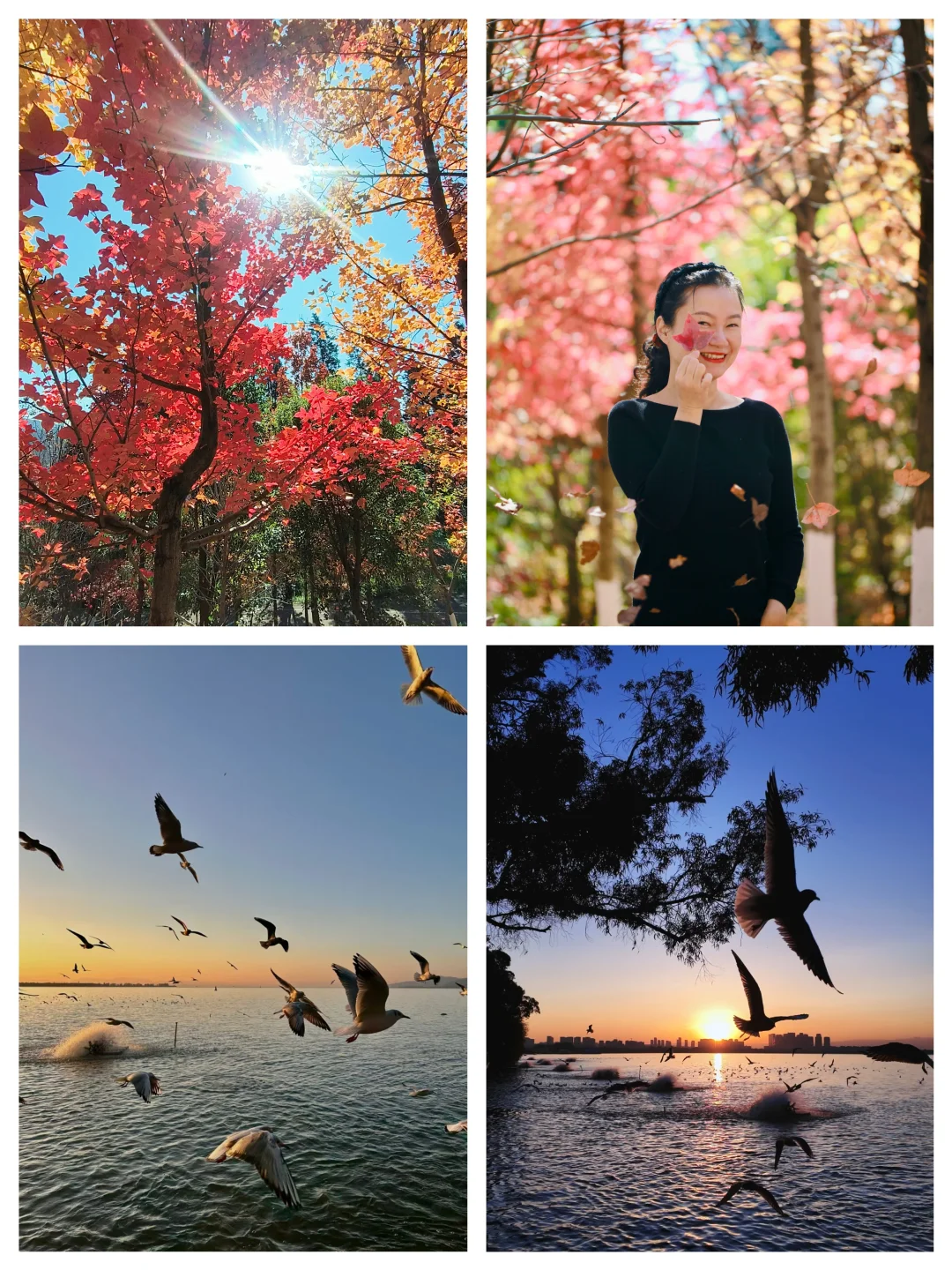 昆明看彩林，追日落喂海鸥一日游天花板路线