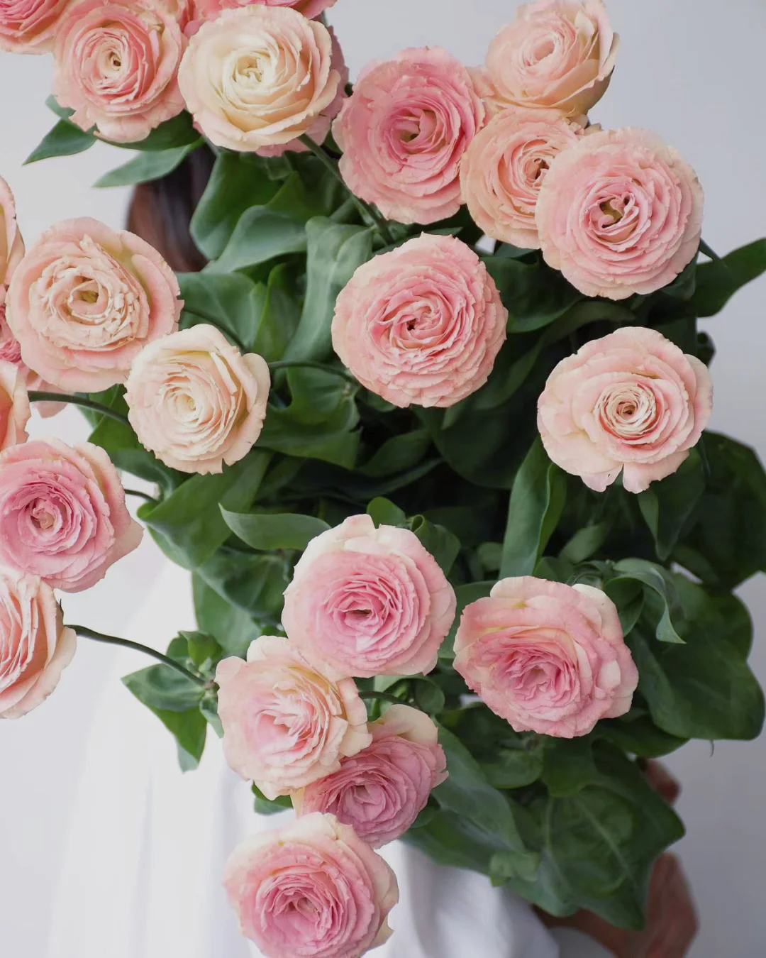 带你每天认识一种花材117 | 洋桔梗