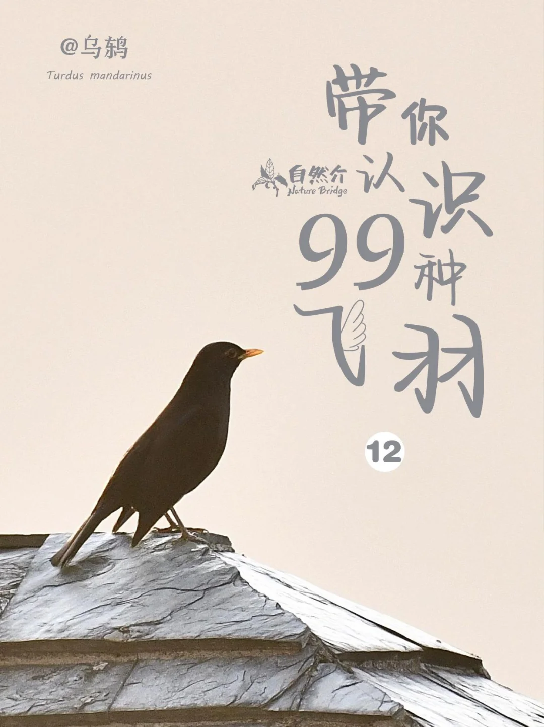 带你认识99种飞羽