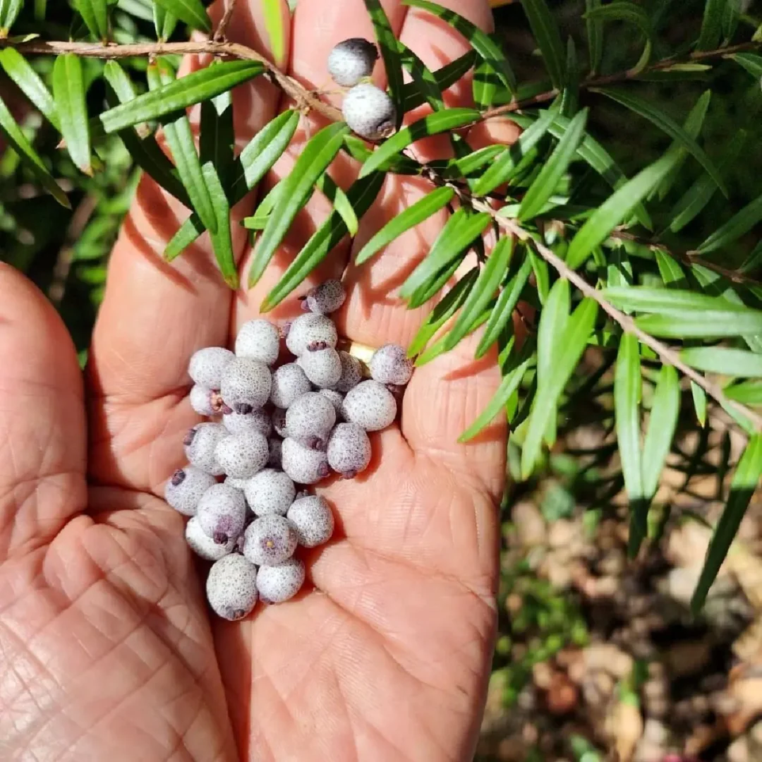 澳洲小浆果～蜜晶果Midgen Berry