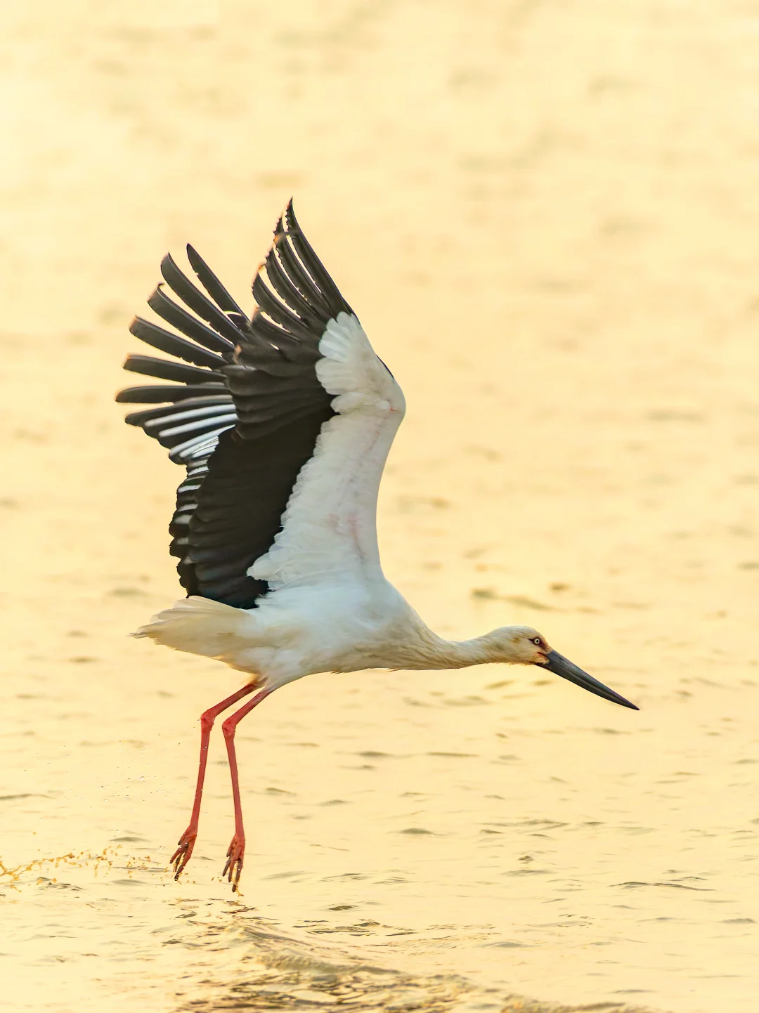 日落金光下的东方白鹳超治愈