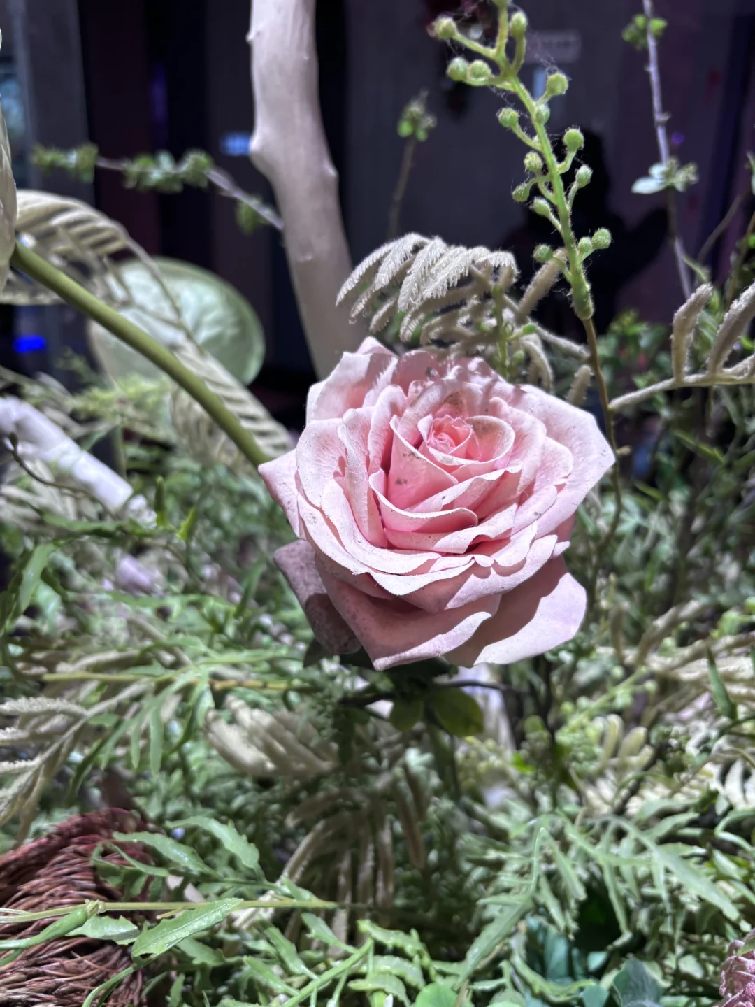 被花朵绽放的瞬间治愈了