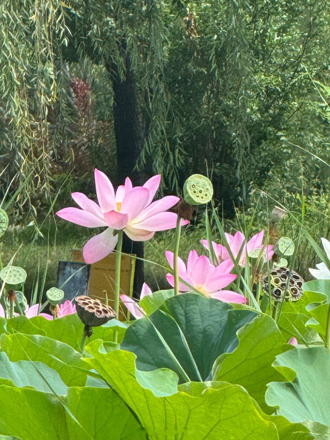 练肩日🏋️‍♀️ 全程超级组循环，每组练到力竭！ 酸胀依旧，快乐依旧...