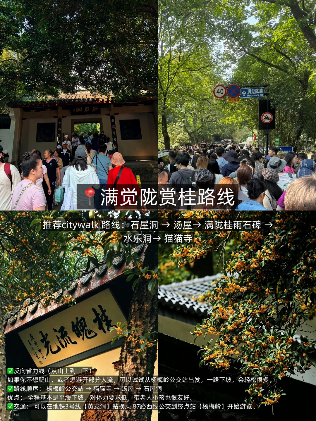 杭州周末citywalk |满觉陇赏桂一日游路线
