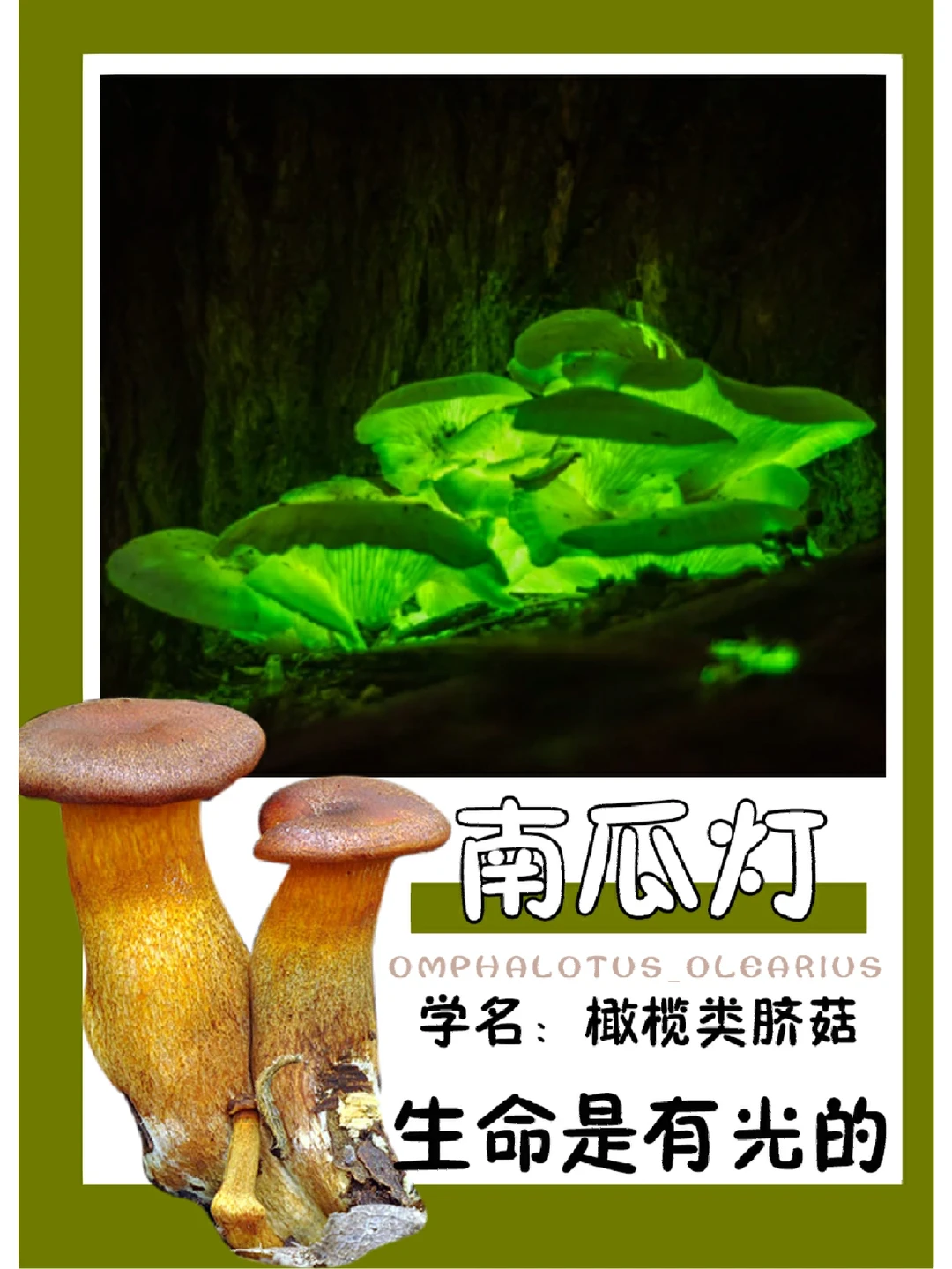 提一盏南瓜灯，点亮一束光