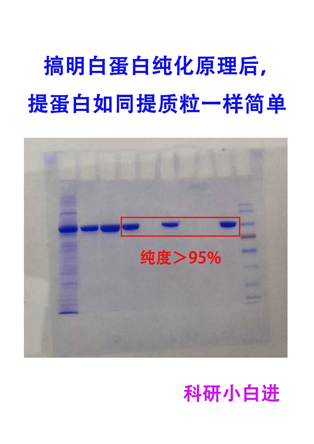 🔥蛋白纯化，你真的会了吗？｜强化篇