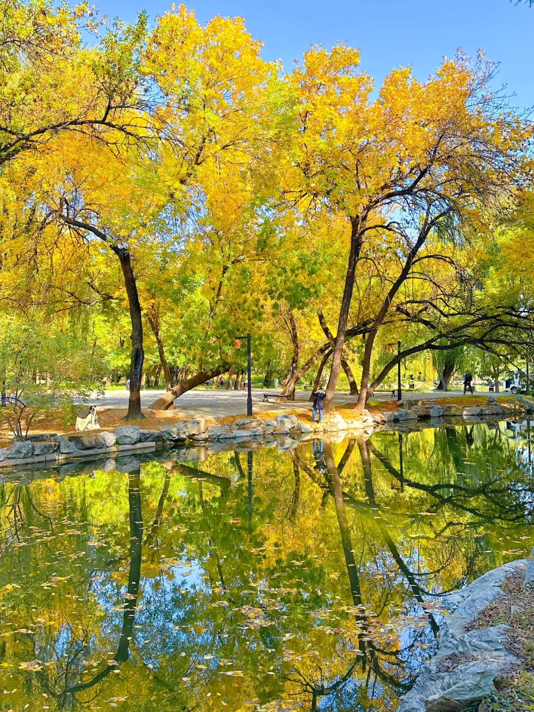 10.16，你永远可以相信北京圆明园的秋天🍂