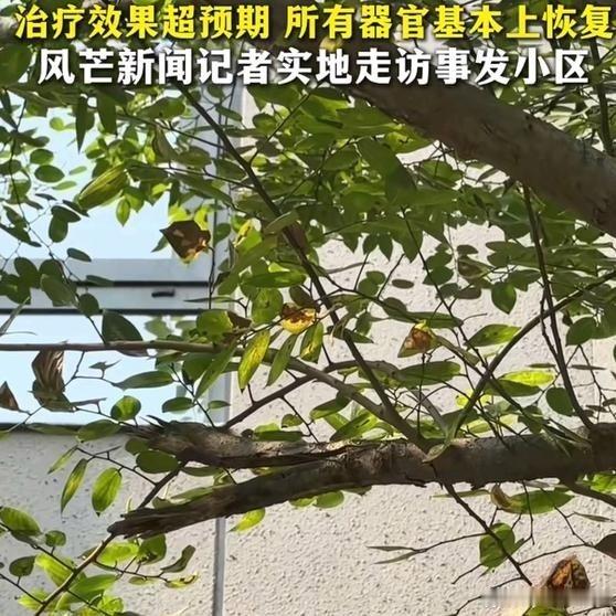 大难不死，必有后福。《35楼坠落的网红“晚安安”宣布回归，楼下大树和绿化救了命》10月12日，28岁的湖南网红“晚安安”宣布她回来了，消失了一年多，现在的她相当于“重生”。2025年6月，晚安安到朋友位于35楼的家里玩。 ​