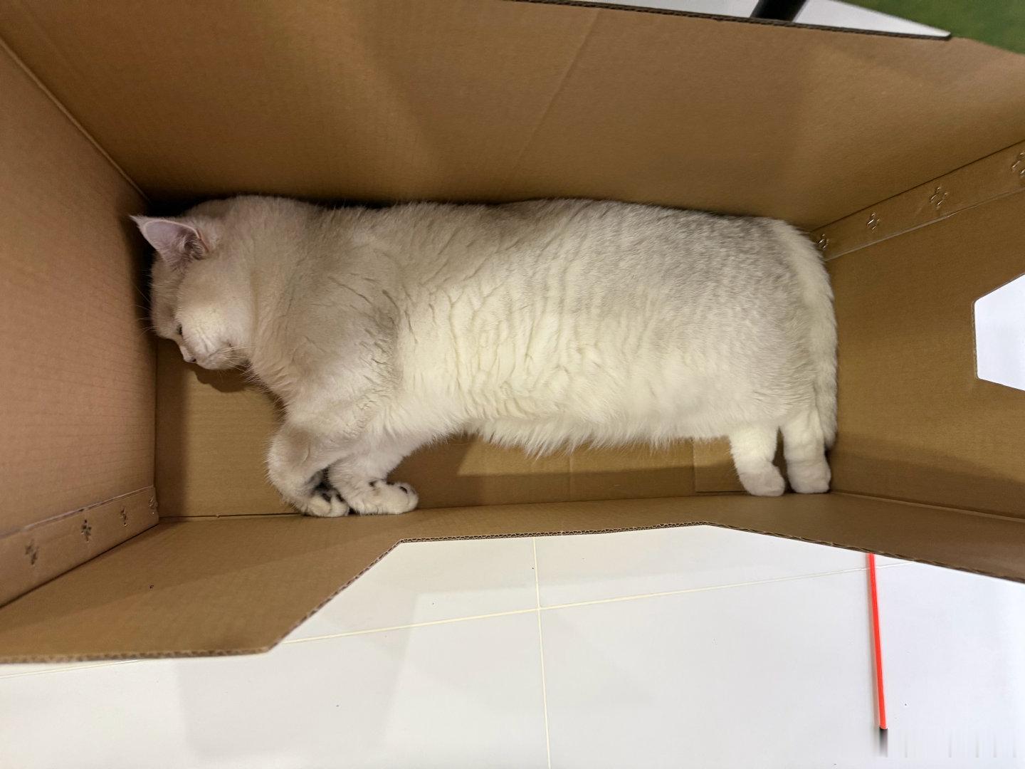 钟爱山姆的各种箱子 跟室友打赌说绝对很爱这个造型的 这不 往里一躺就是睡啊 知板栗者 唯老母亲我也 ​