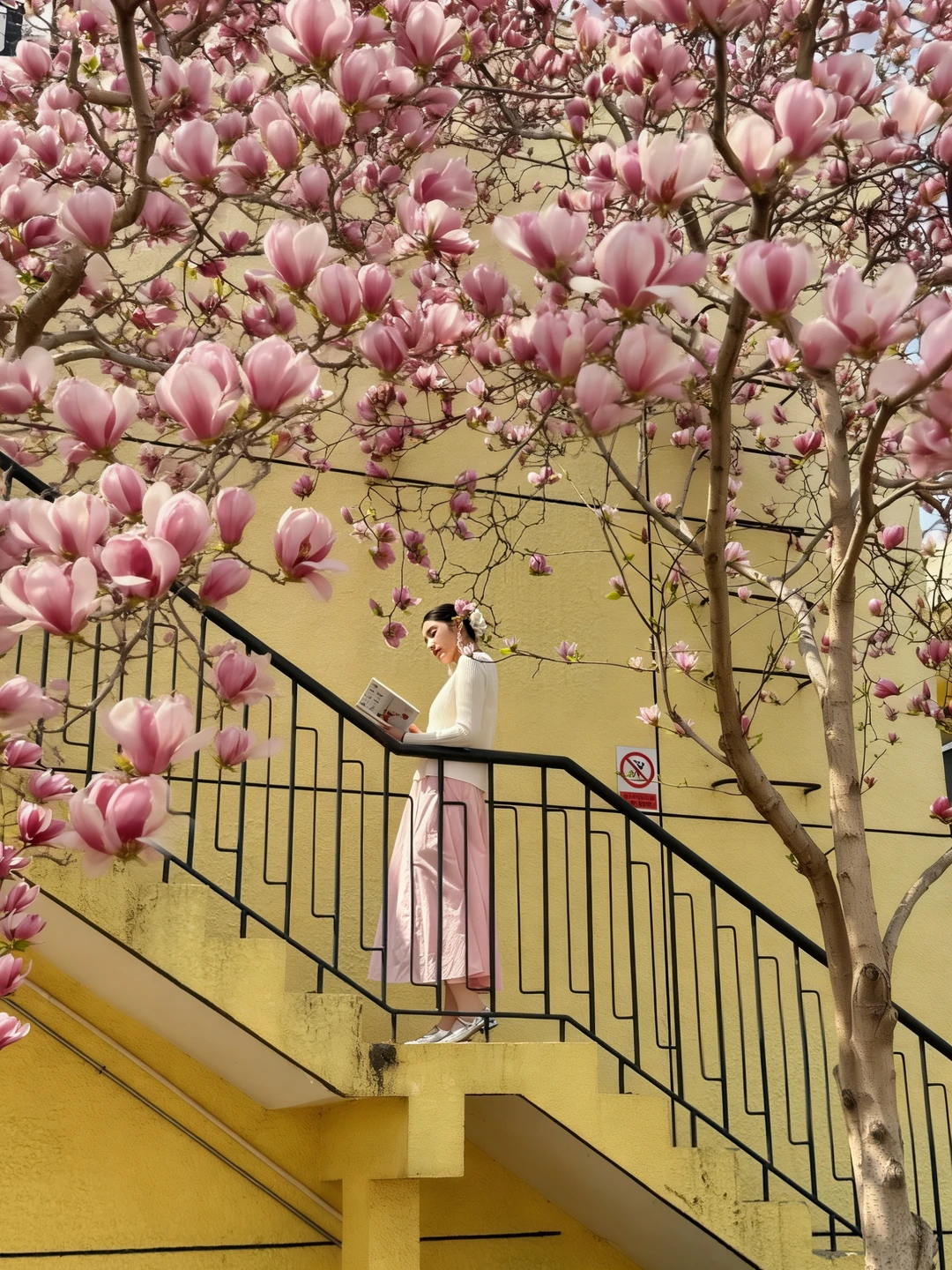 3.29live实拍❗️三里屯玉兰已爆100%！绝美