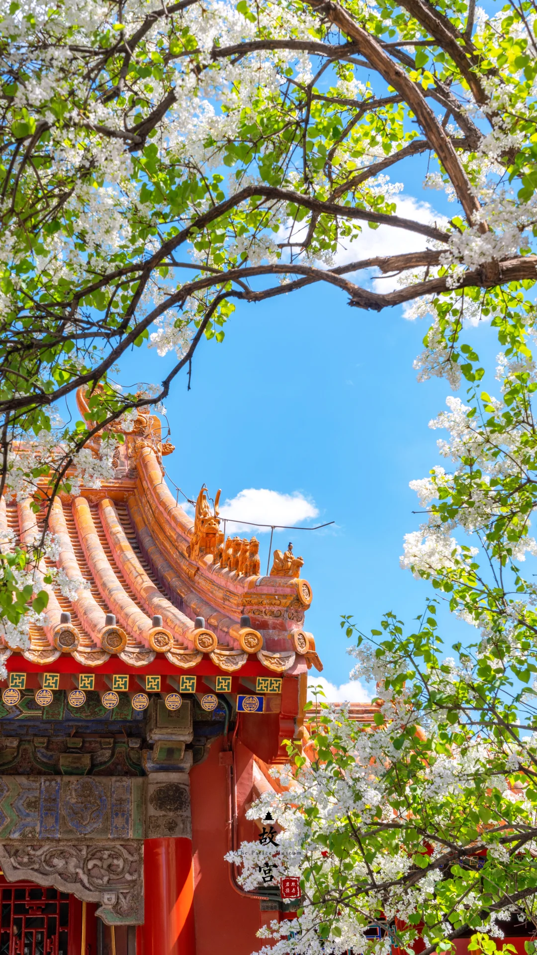 故宫花谱再添新贵–长春宫丁香，不要错过！