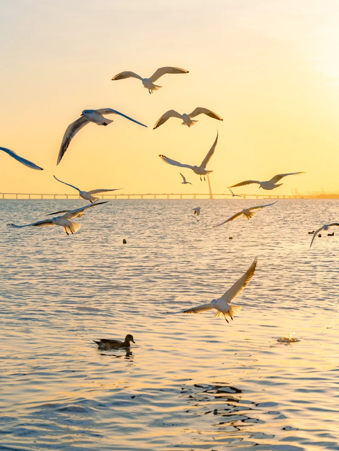 落日下的深圳湾，海鸥从未失约！
