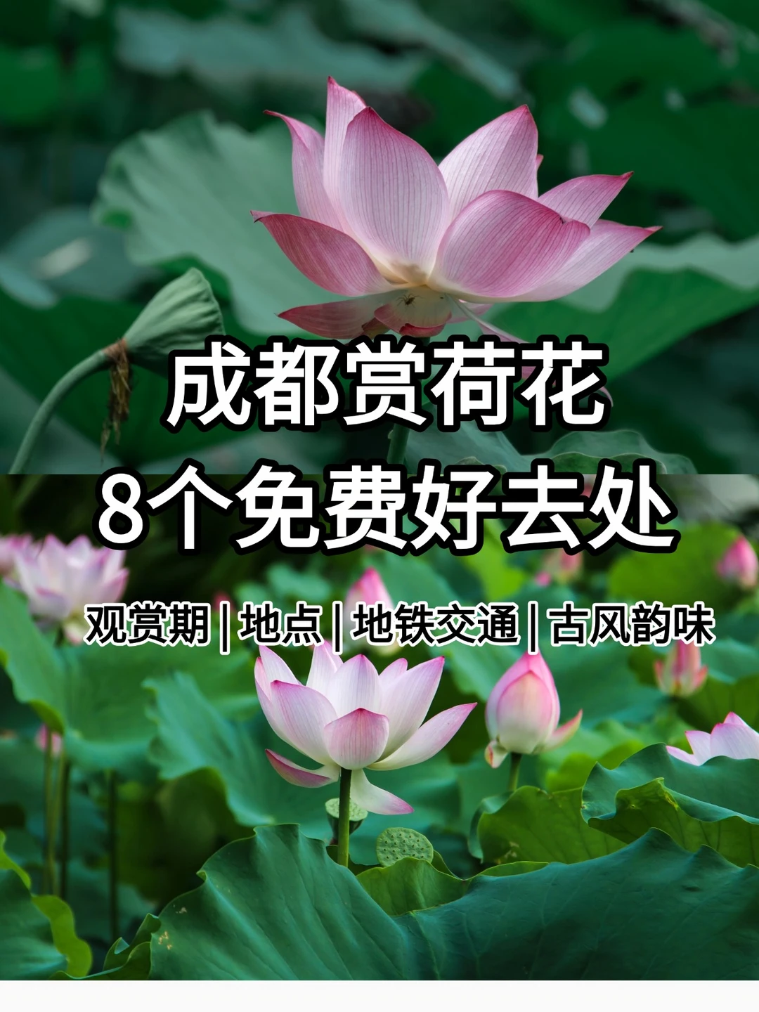 夏日赏荷花必看！成都赏花拍照8个免费点位