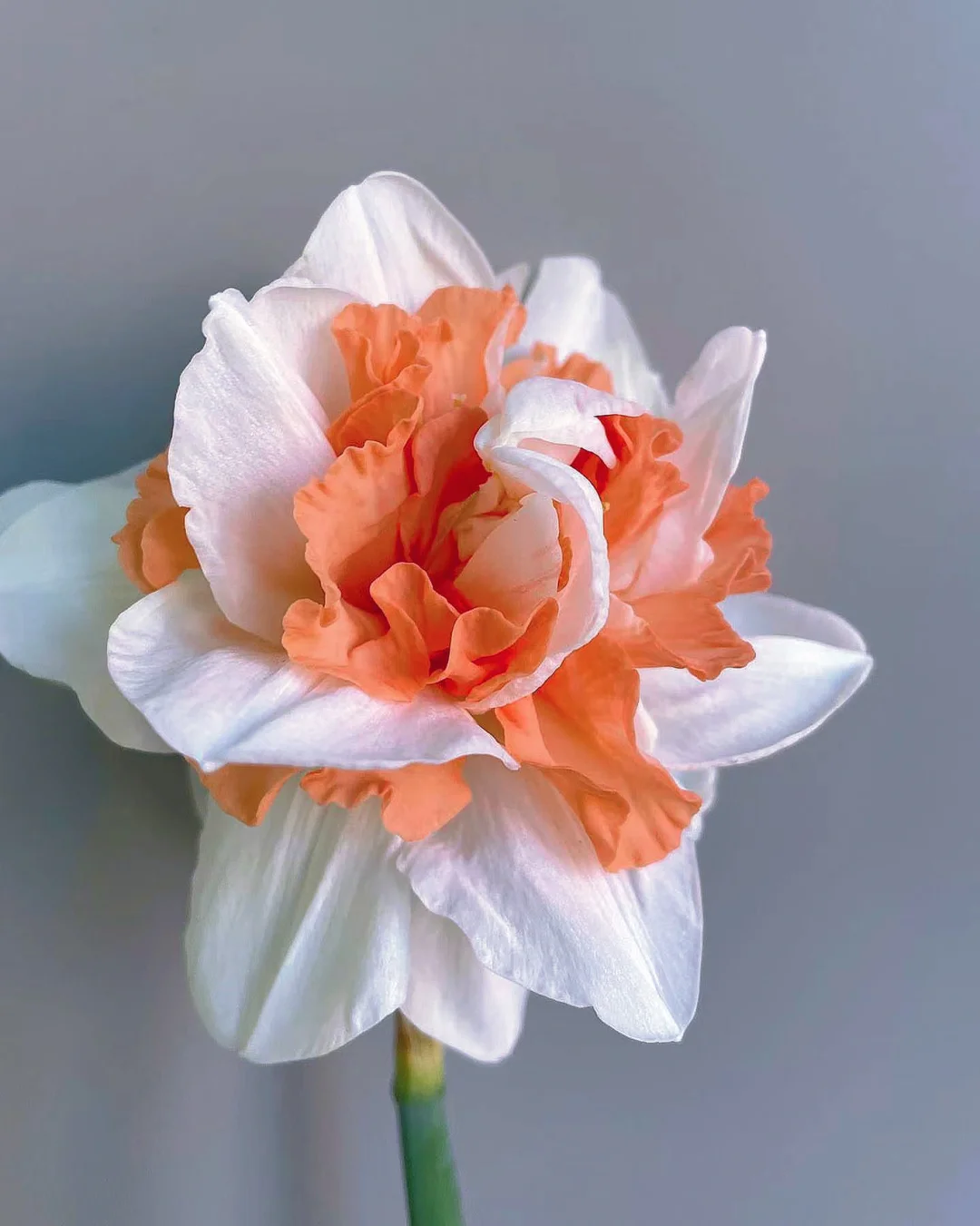 带你每天认识一种花材67｜橙白洋水仙