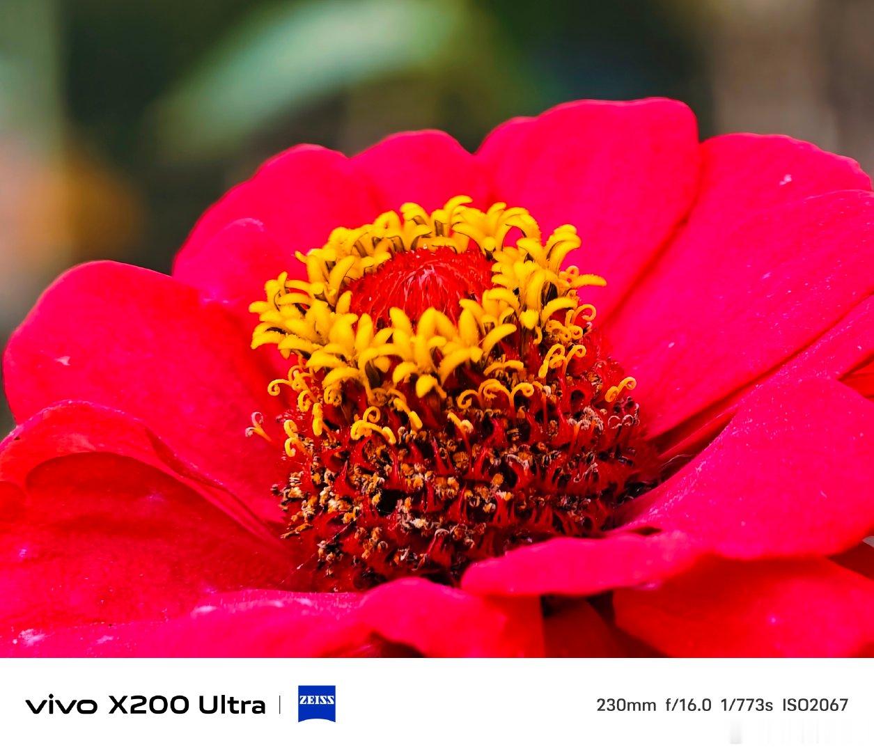 #vivo[超话]# 浓烈艳红的百日菊热烈绽放，明黄花蕊卷曲精巧，层次分明。vivo X200 Ultra长焦捕捉花瓣细腻质感，色彩鲜活饱满。一朵繁花，把秋日蓬勃盛放的生机，清晰定格在镜头里。#vivo超话# ​
