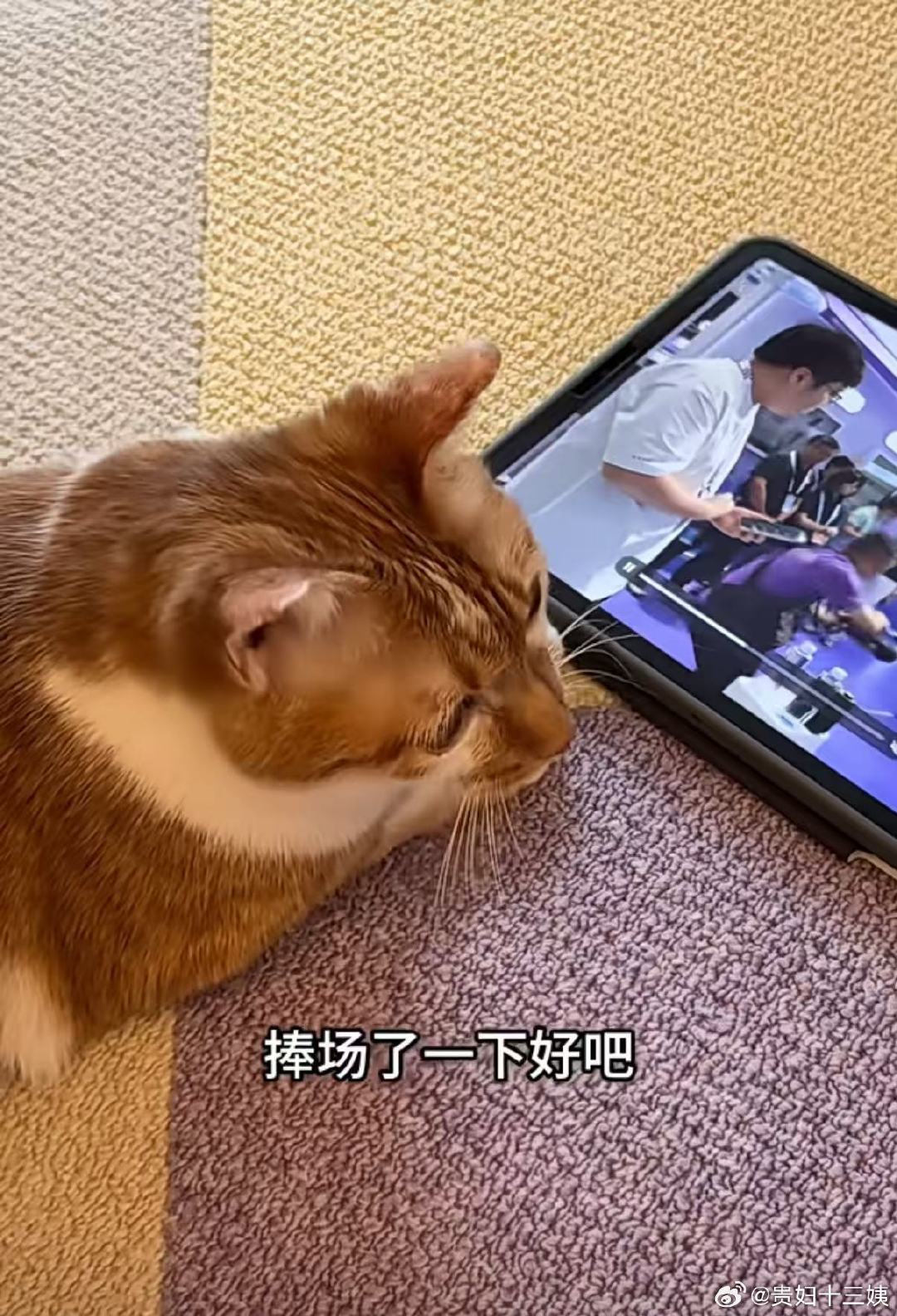 #支付宝辟谣狗腿付#刚对机器狗满怀期待，结果遇上辟谣，多少有点失落。始终相信科技以人为本，盼望具身智能加速发展，早日惠及更多普通人。#网友称狗腿付才是真接地气# ​