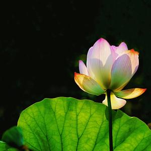 淡雅兰花