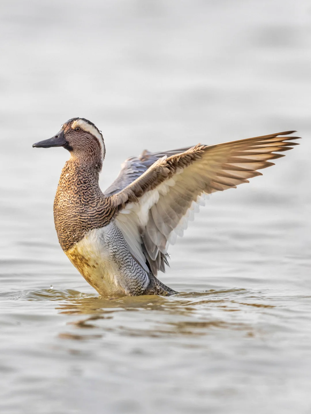 醒目的白眉鸭在朝阳下太美了
