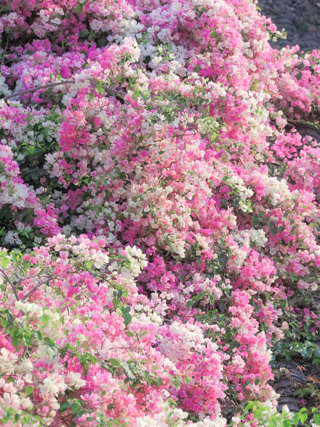 甘坑古镇的三角梅🌸已进入盛花期❗️