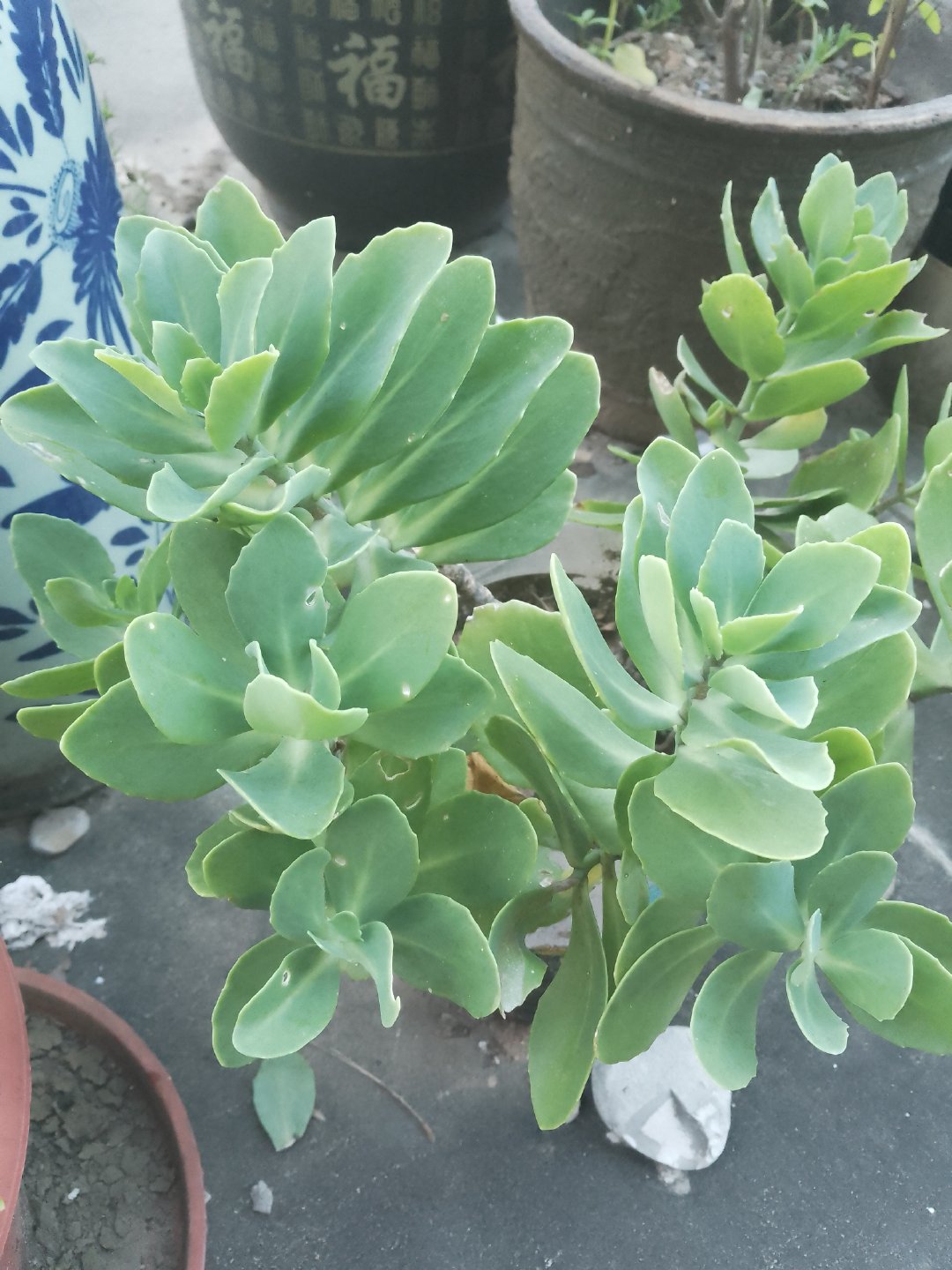 千头菊
凤仙花
八宝景天
空心菜
九层塔
蓝星花
美人蕉
绣球 ​