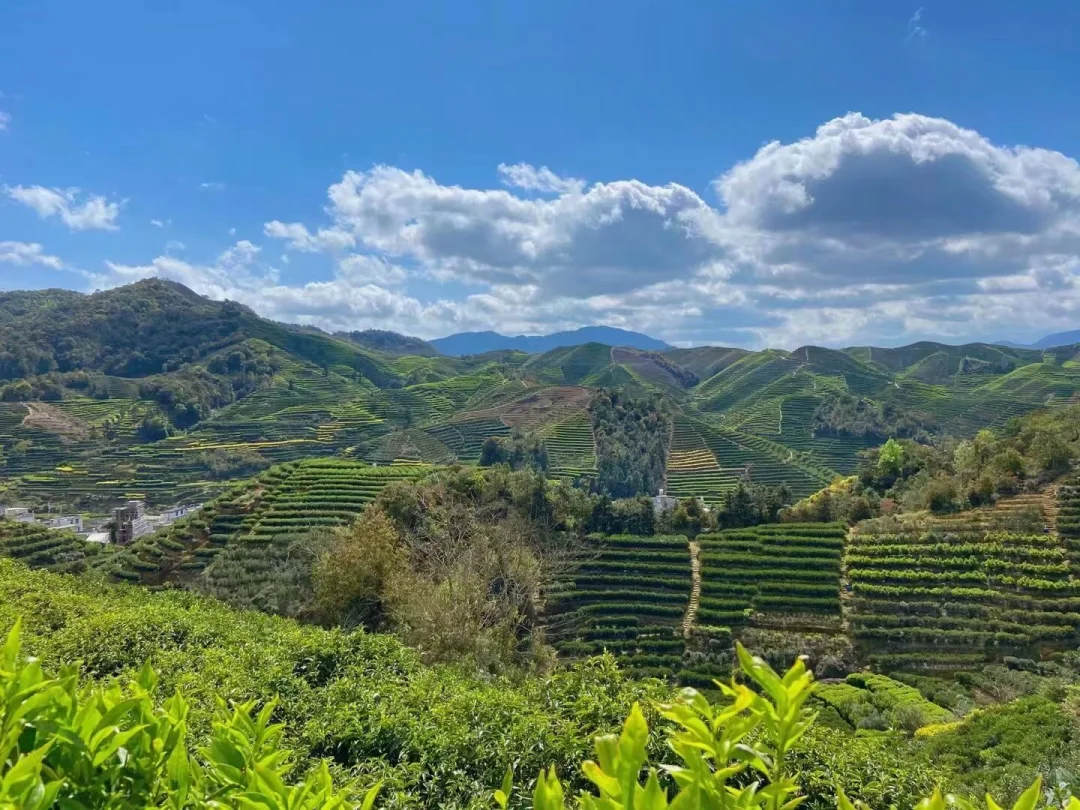 ✅今天分享单丛小知识