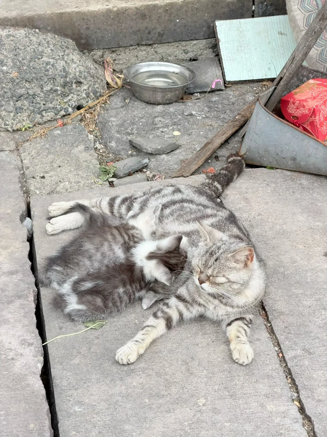 路遇小猫咪～