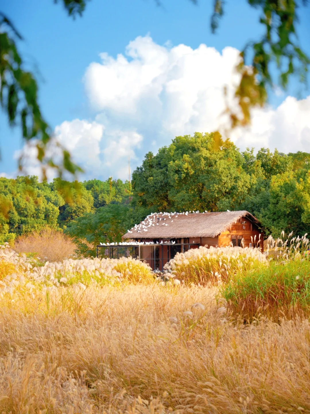 宫崎骏秋日童话｜已经开始期待杭州的秋天了！