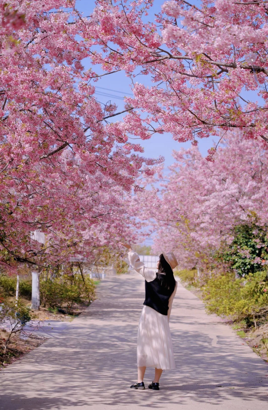 我在武汉樱花园，很想和你交换春天‼️