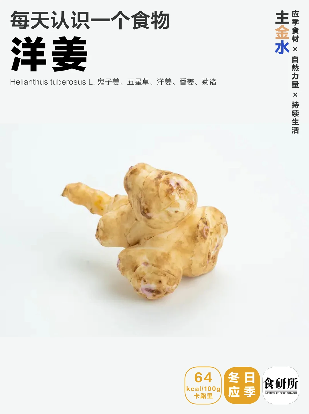 洋姜|真的不是姜