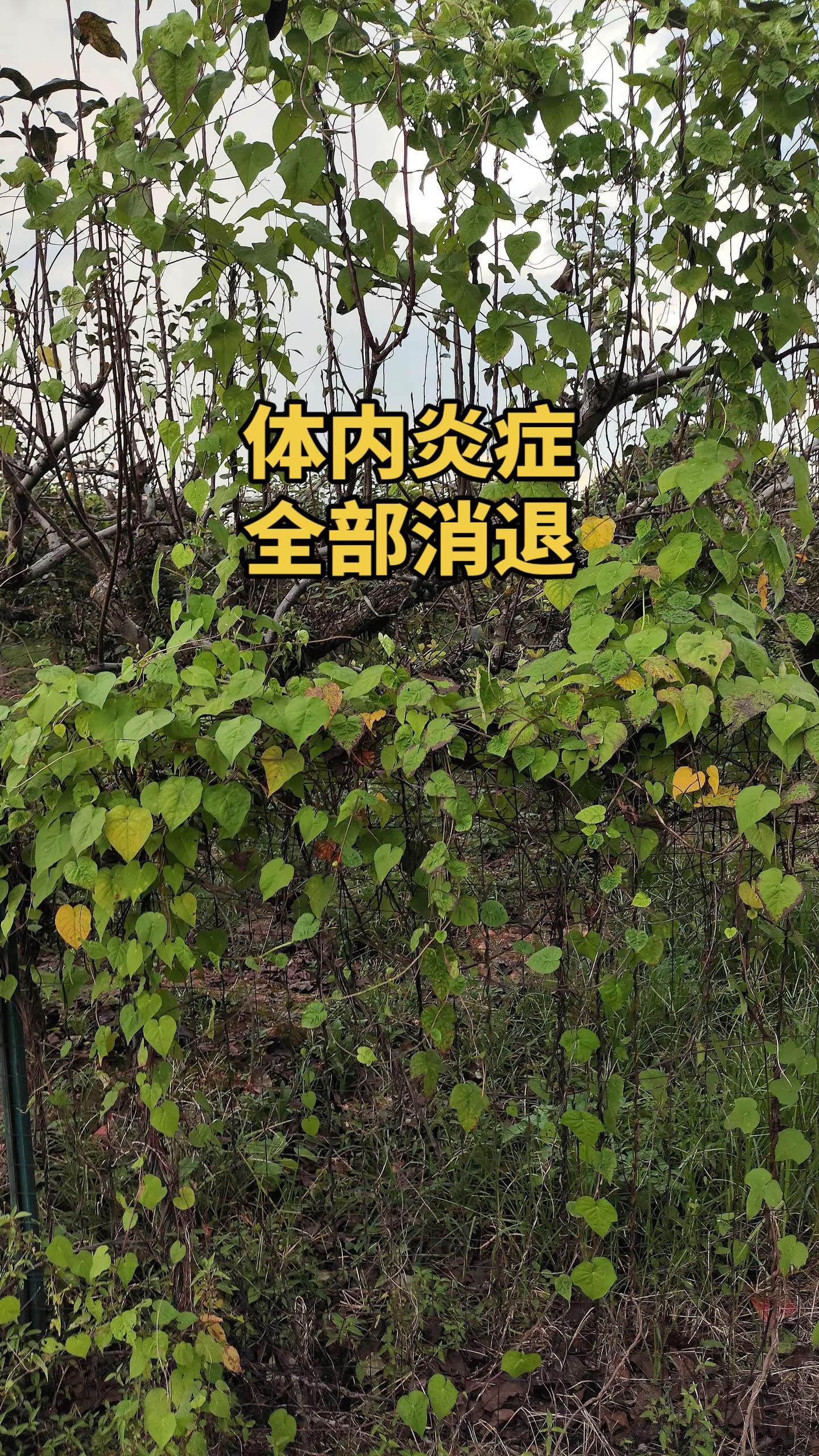 马刺还是太年轻了，关键失误&amp;绝杀不中，马刺主场再负尼克斯文班亚马错失绝杀 尼克斯105比104险胜马刺