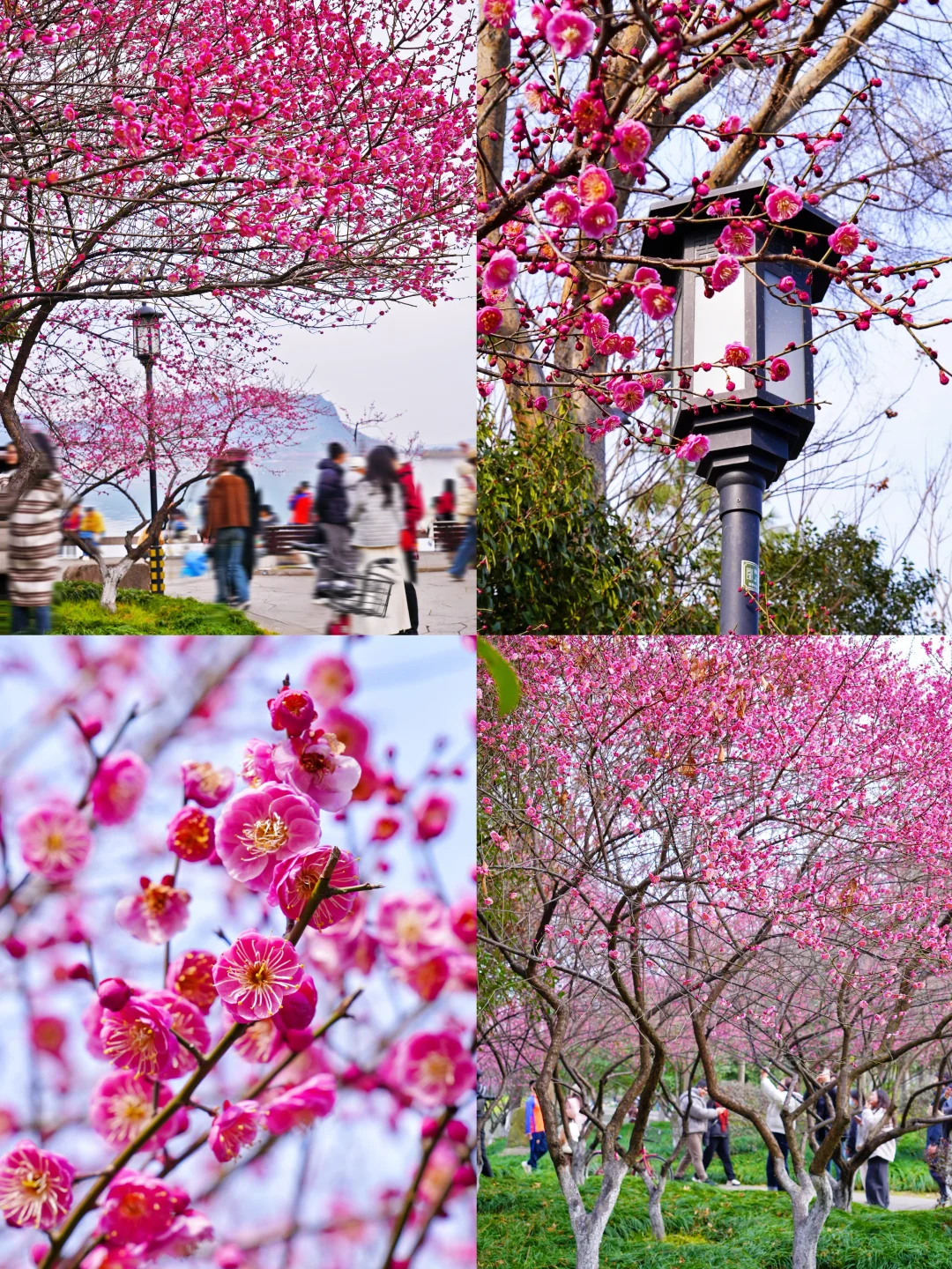 湘湖梅花进度80%，速来打卡！📸