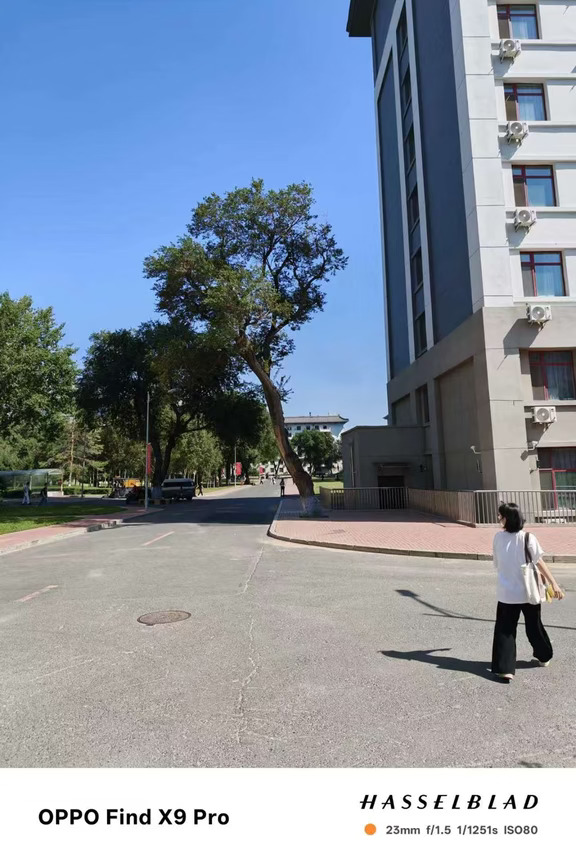 看看我们学校歪脖子树