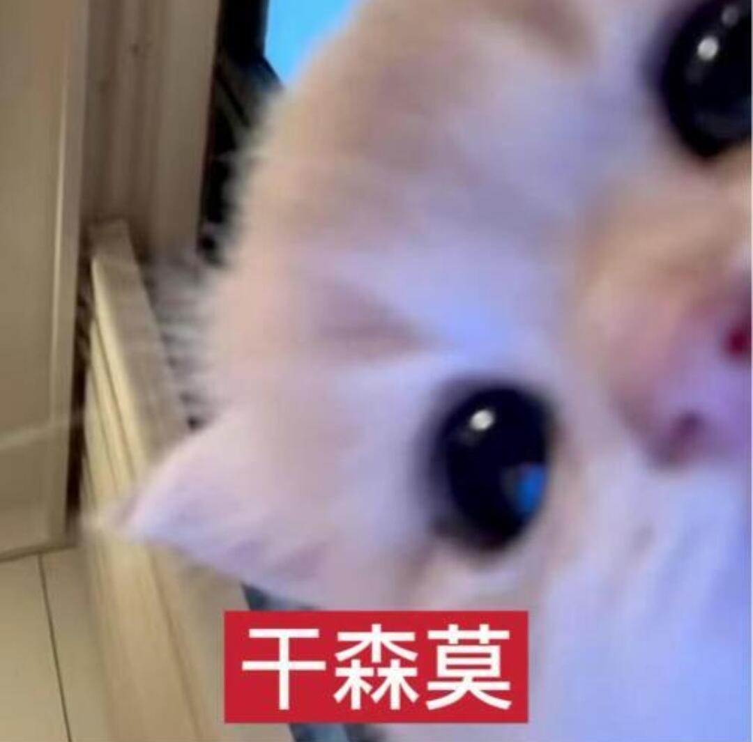 𝐰𝐞𝐜𝐡𝐚𝐭可爱小猫表情包 ⁺ʚ>⩊