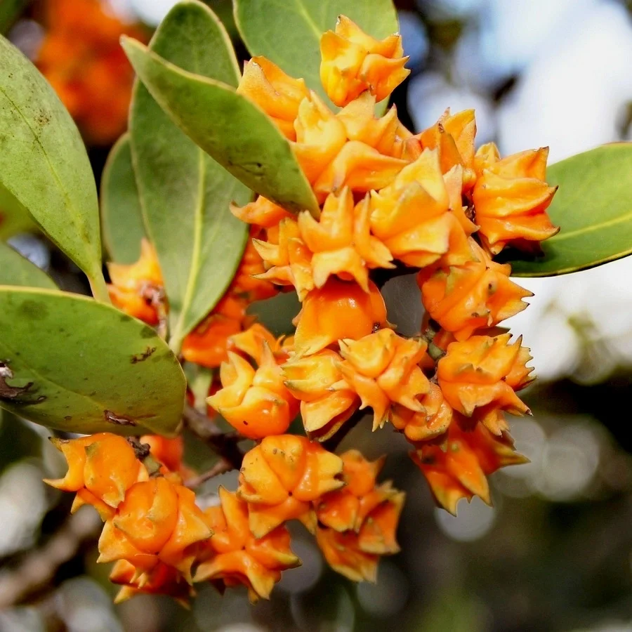 蜡烛浆果Pterocelastrus tricuspidatus