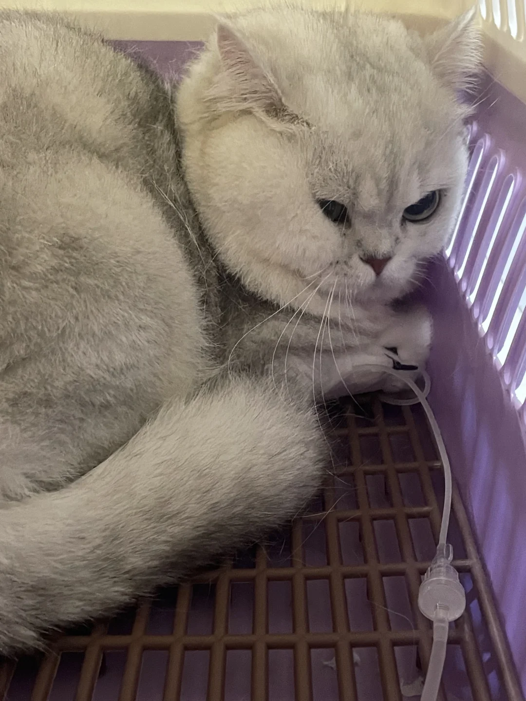 尿不出进医院了😭小心猫咪尿闭