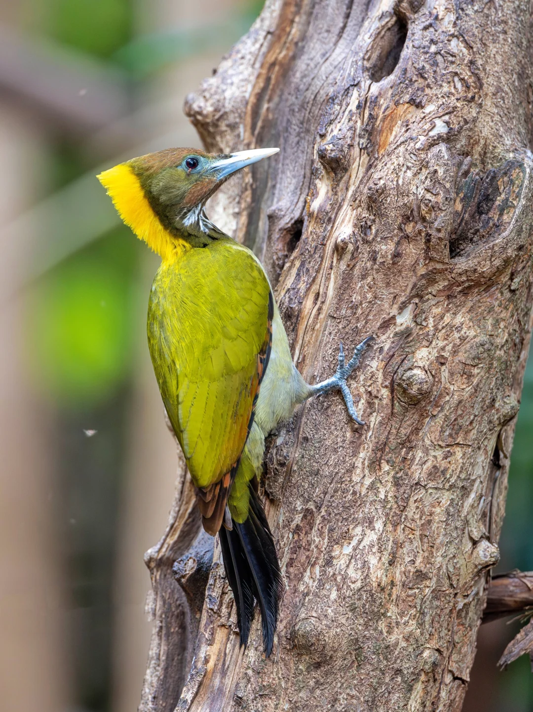 森林里好大一只亮眼的大黄冠啄木鸟