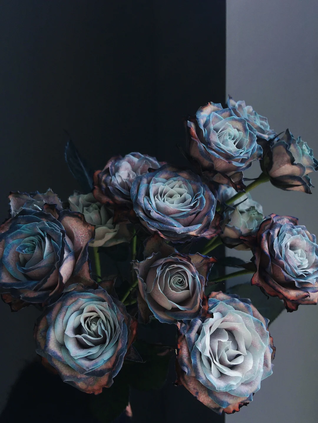 带你每天认识一种鲜花15｜吸色多头玫瑰