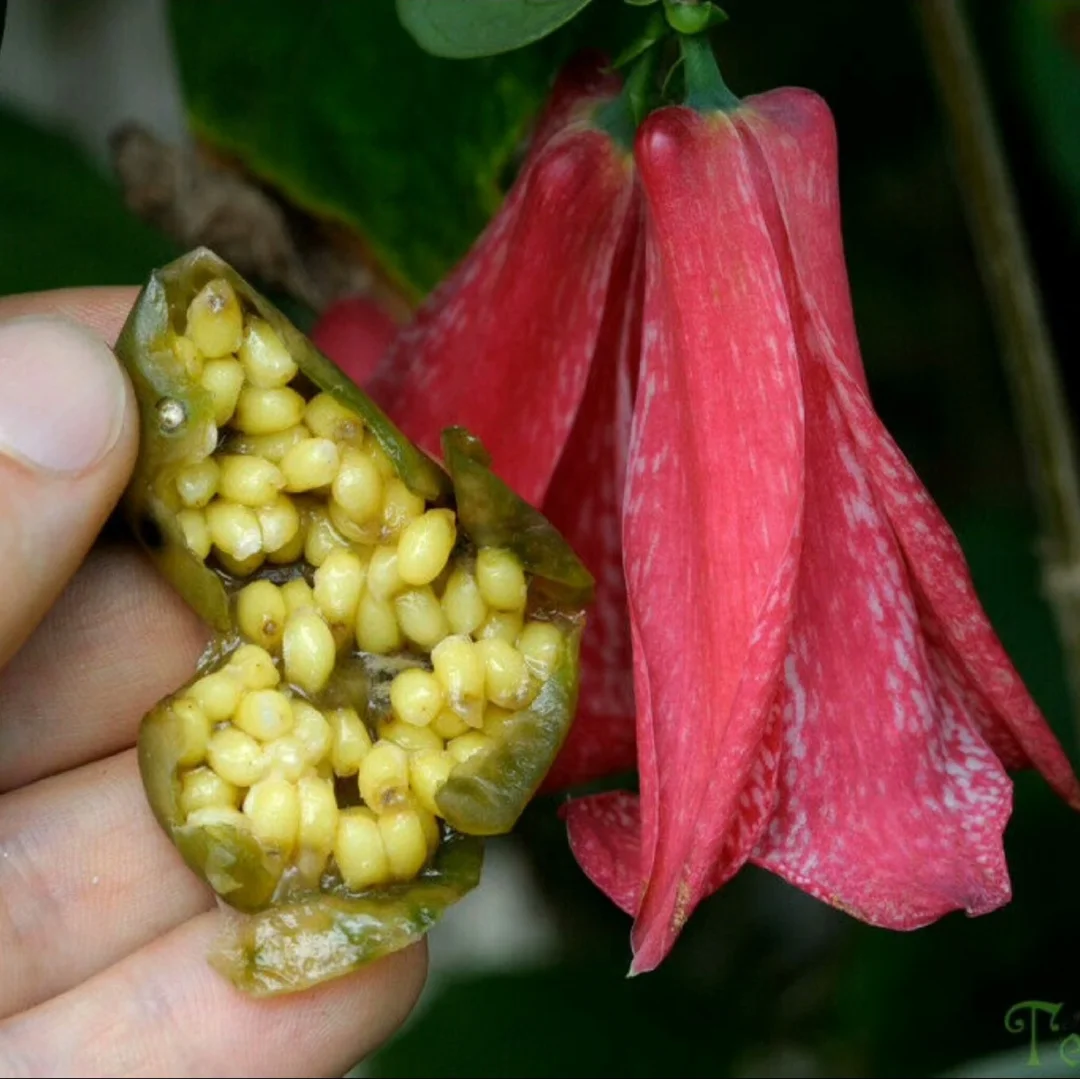 智利浆果～智利风铃草Lapageria rosea