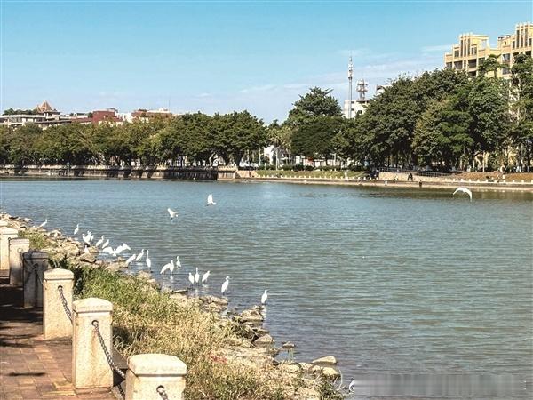 【鹭影蹁跹 碧水长流，番禺以“绣花功夫”推进系统治水 91条一级支流水...