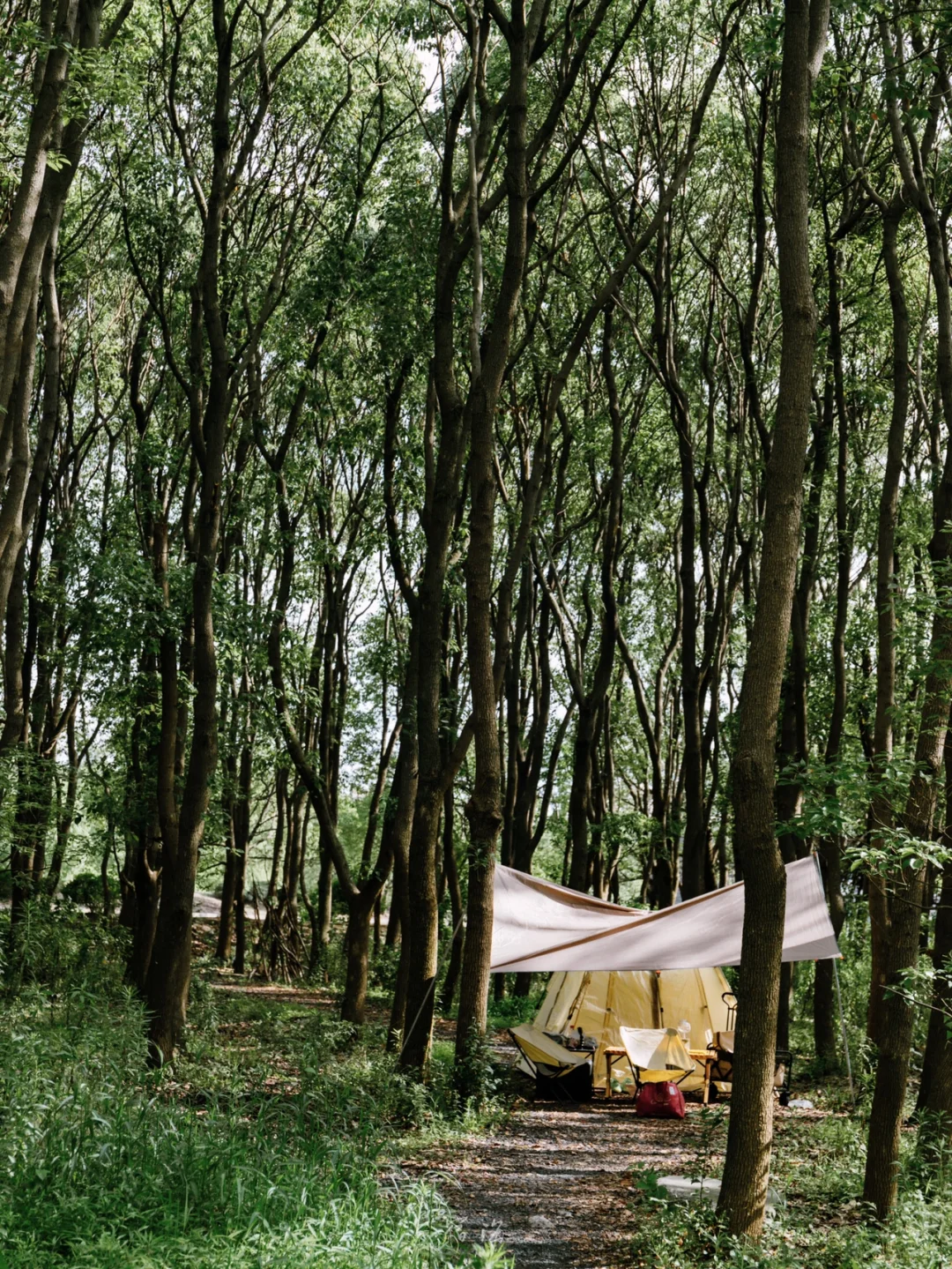 我发现了上海景观最丰富的⛺️免费露营地！