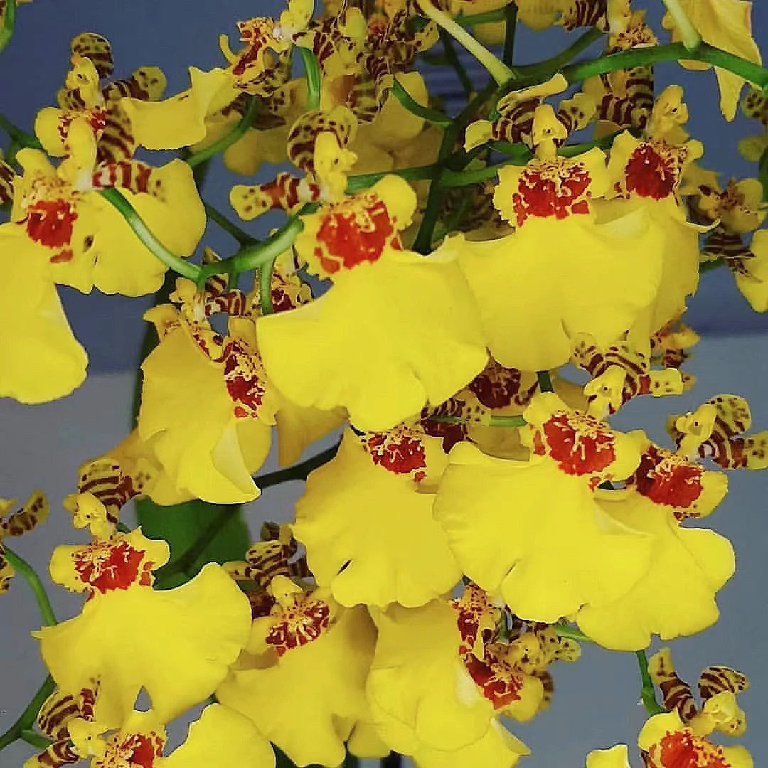 带你每天认识一种花材65｜黄色文心兰