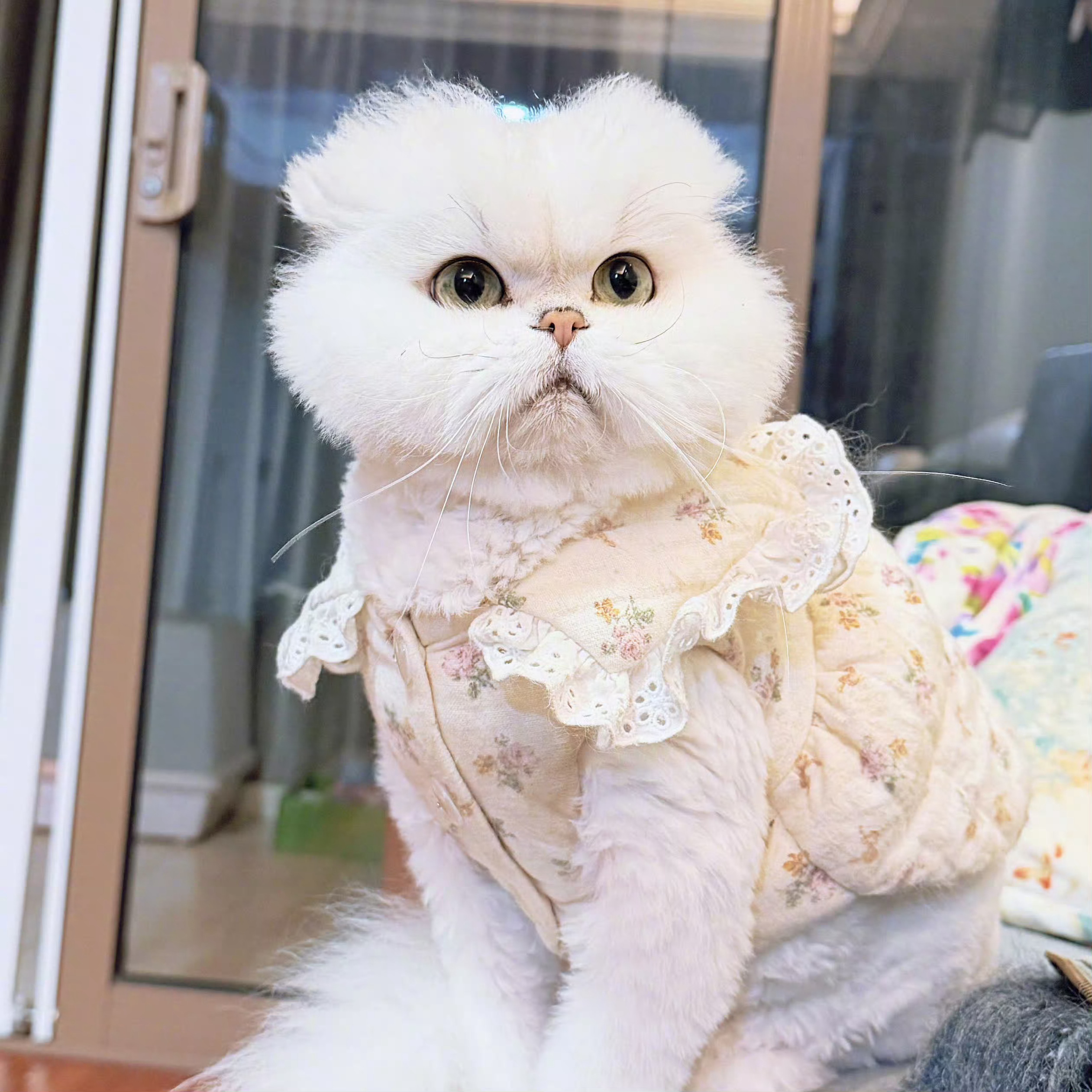 图一：妈妈辈养的小猫，凉凉爽爽过夏天！ 图二：年轻人养的小猫，穿的漂漂...