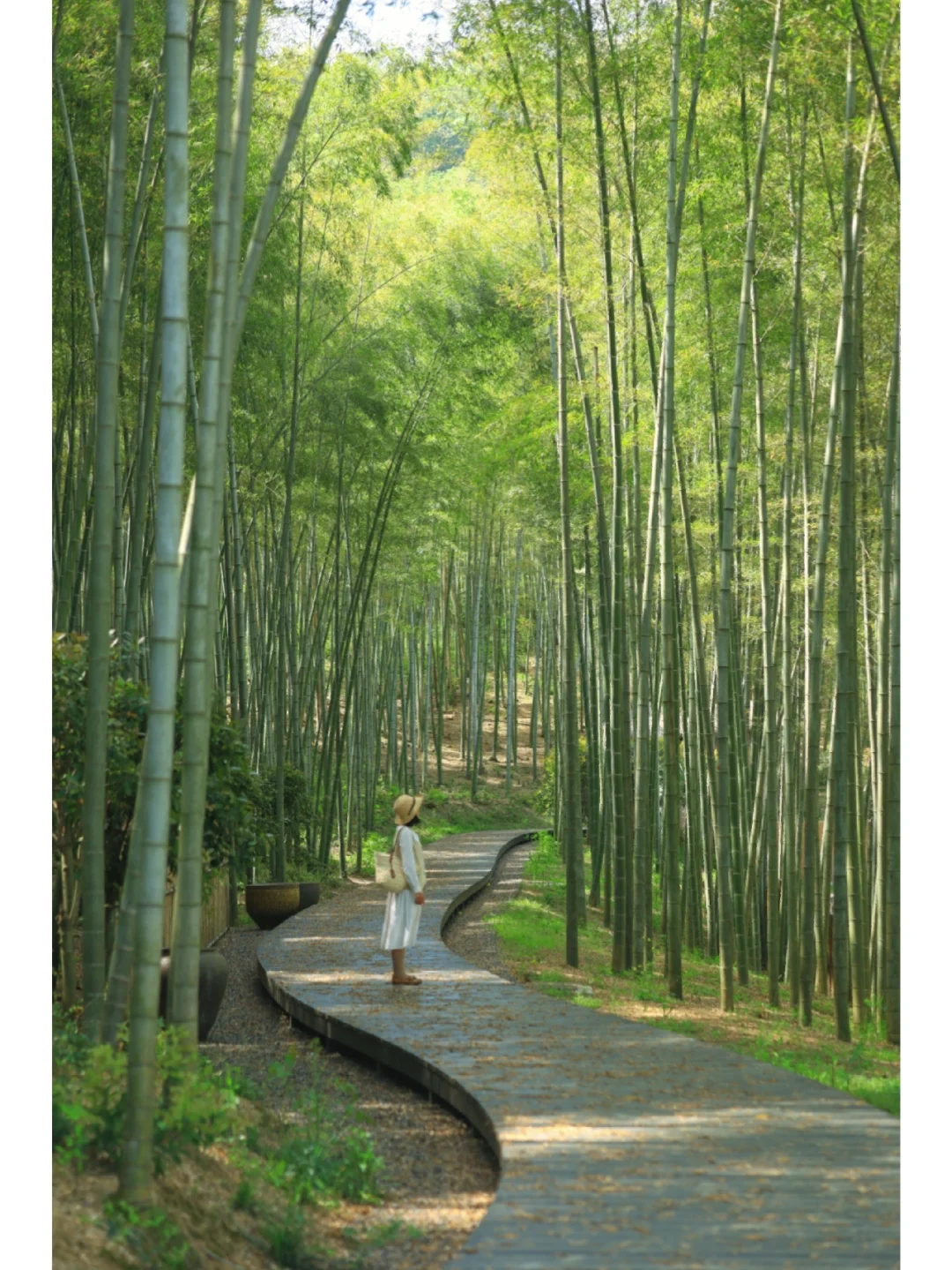 武汉周边1.5H秘境❗️卧虎藏龙同款竹林美哭