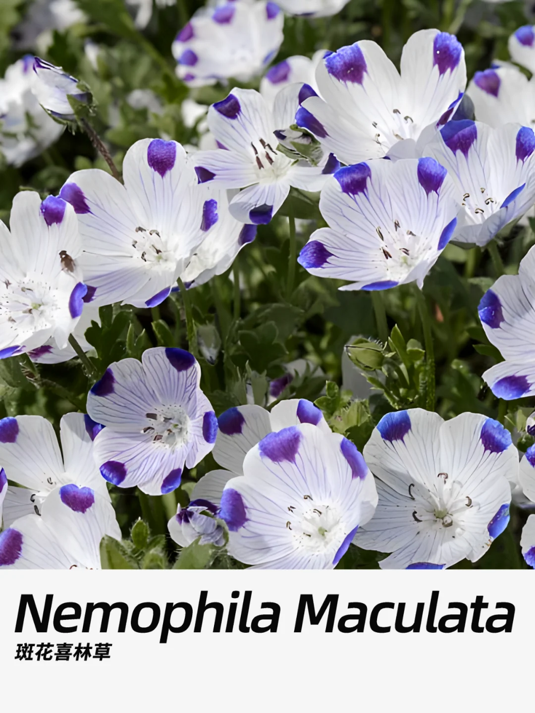 带你每天认识一种花材247｜斑花喜林草